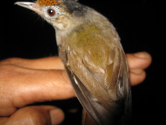 Malacopteron cinereum