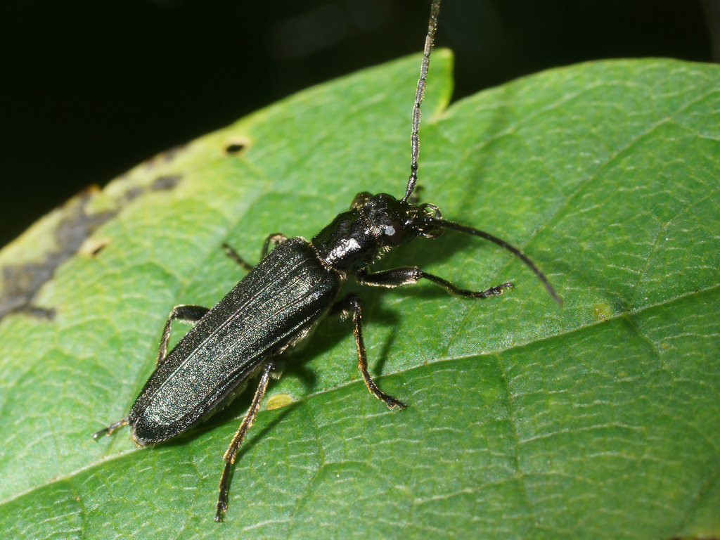 Anogcodes fulvicollis