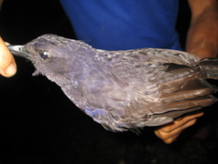 Myophonus borneensis