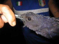 Myophonus borneensis