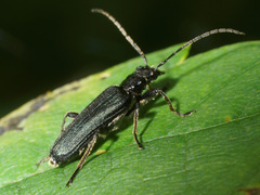 Anogcodes fulvicollis