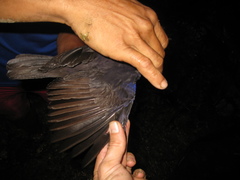 Myophonus borneensis