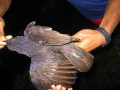 Myophonus borneensis