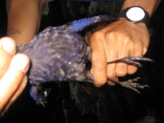 Myophonus borneensis