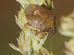 Rubiconia intermedia