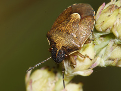 Rubiconia intermedia