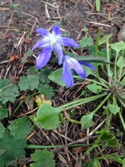 Scilla luciliae