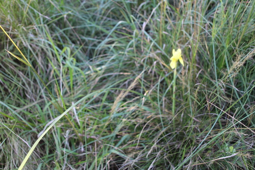 Moraea spathulata, photograph 1