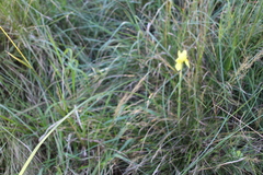 Moraea spathulata, photograph author not stated, no rights reserved