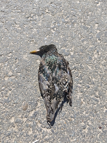 European Starling