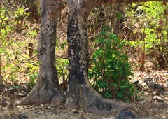 Ficus racemosa