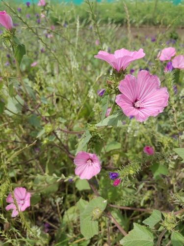 Royal Mallow