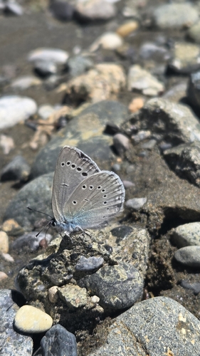 Iolas Blue