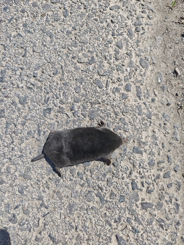 European Mole