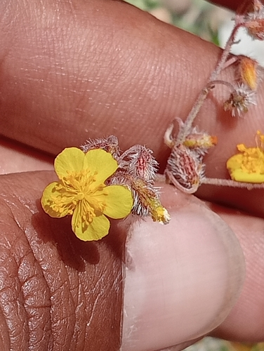 Helianthemum cinereum, photograph 2