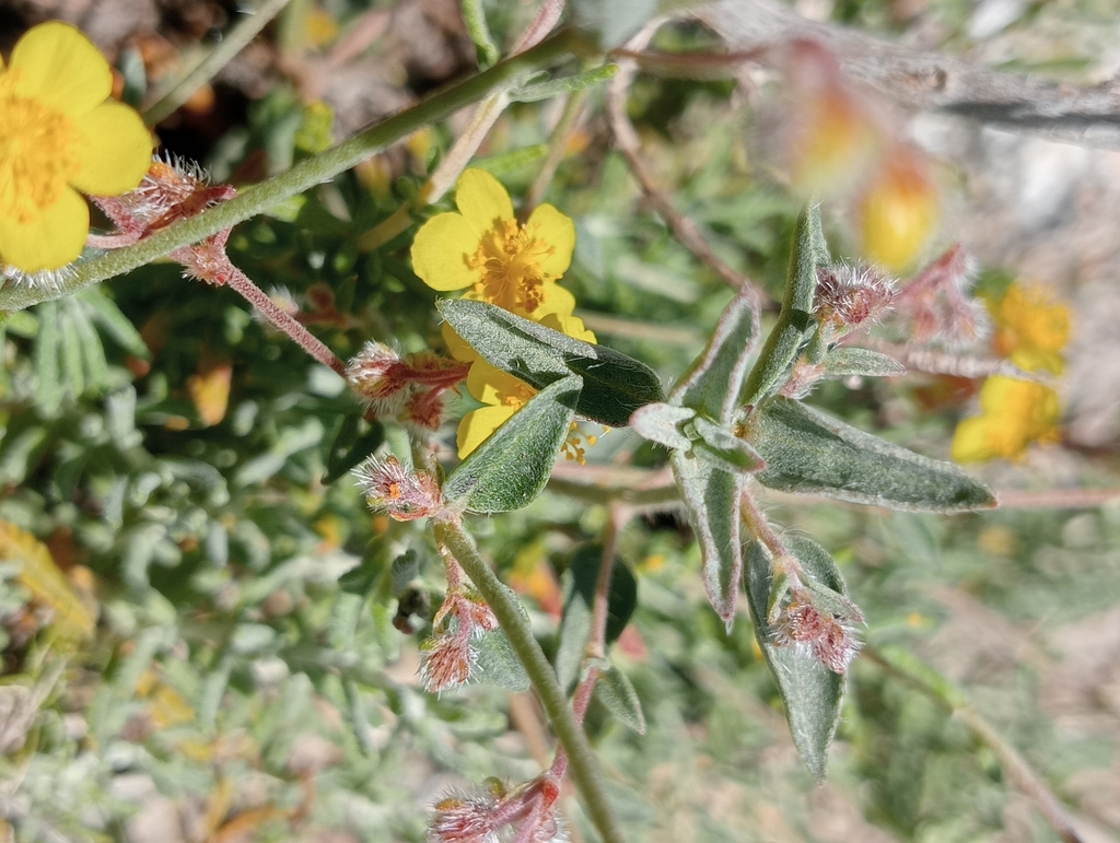 Helianthemum cinereum; photograph (c) Alejandro Rodríguez Zapata, some rights reserved (CC BY)