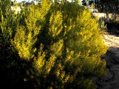 Acacia johnsonii