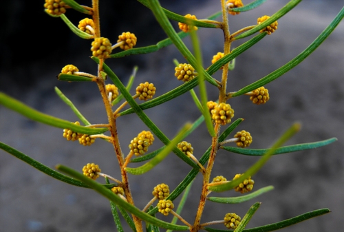 Gereera Wattle (Acacia johnsonii)