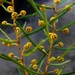 Gereera Wattle - Photo (c) Martin Bennett, some rights reserved (CC BY-NC), uploaded by Martin Bennett