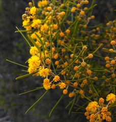 Acacia johnsonii
