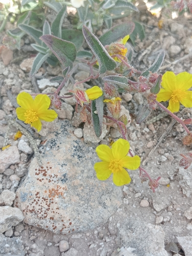 Helianthemum cinereum, photograph 3