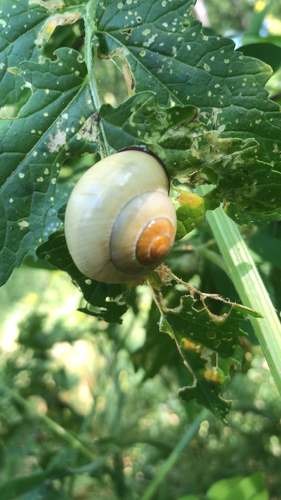 Cepaea nemoralis
