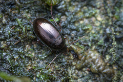 Amarotypus edwardsii