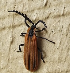 Trichalus ampliatus