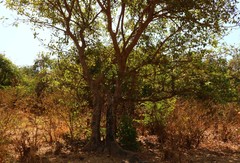 Ficus racemosa