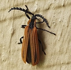 Trichalus ampliatus