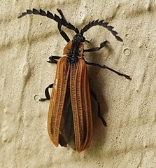 Trichalus ampliatus