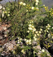 Acacia brunioides