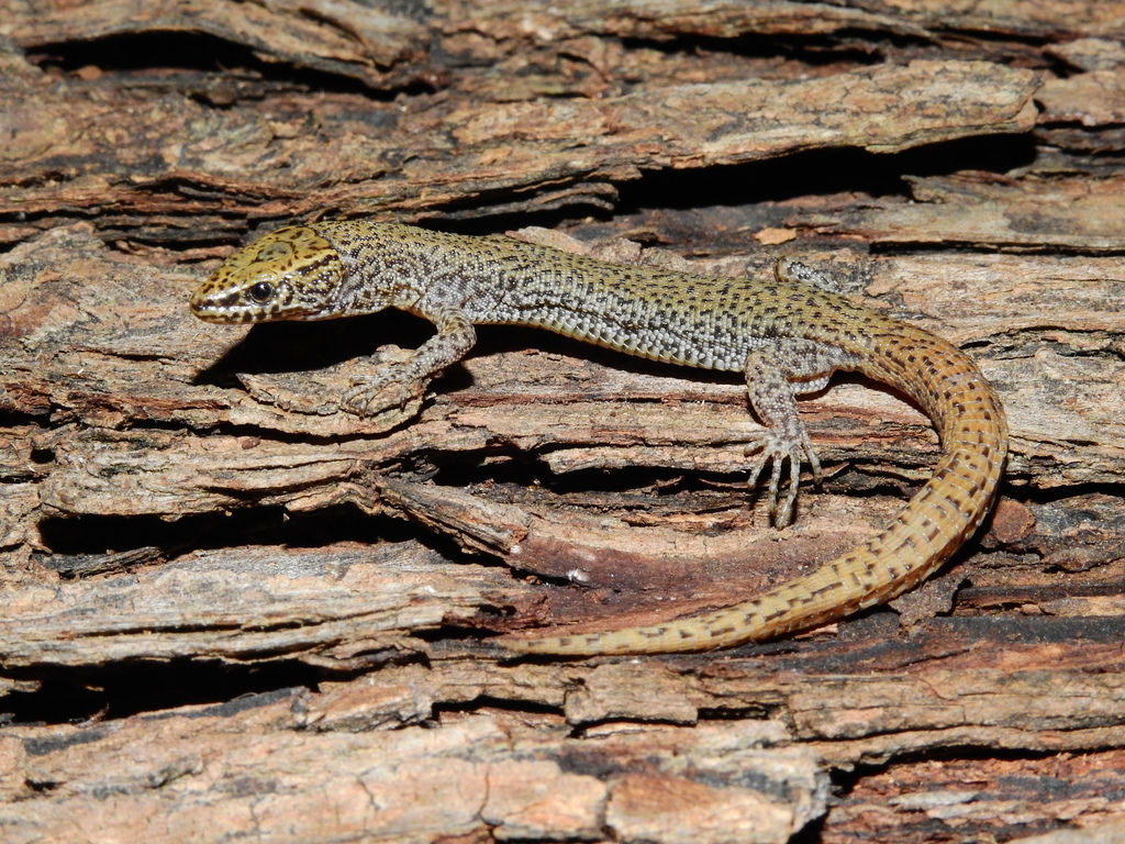 Sanchez Night Lizard