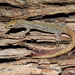 Zacatecas Night Lizard - Photo (c) Chris Gruenwald Herp.mx, some rights reserved (CC BY-NC), uploaded by Chris Gruenwald Herp.mx