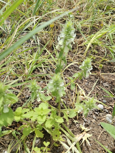 Italian Woundwort