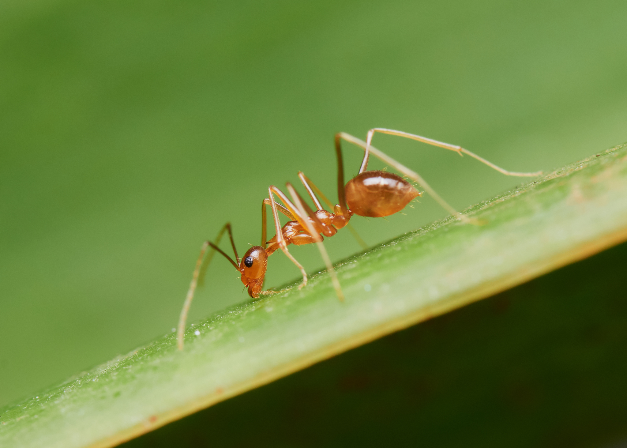 Yellow Crazy Ant (Anoplolepis gracilipes) · iNaturalist