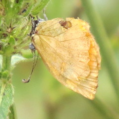 Cnodontes penningtoni