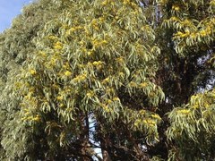Acacia harpophylla