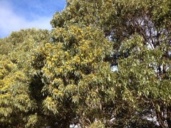 Acacia harpophylla