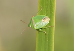 Ocirrhoe unimaculata