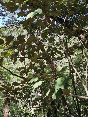 Sinopanax formosanus, photograph 3