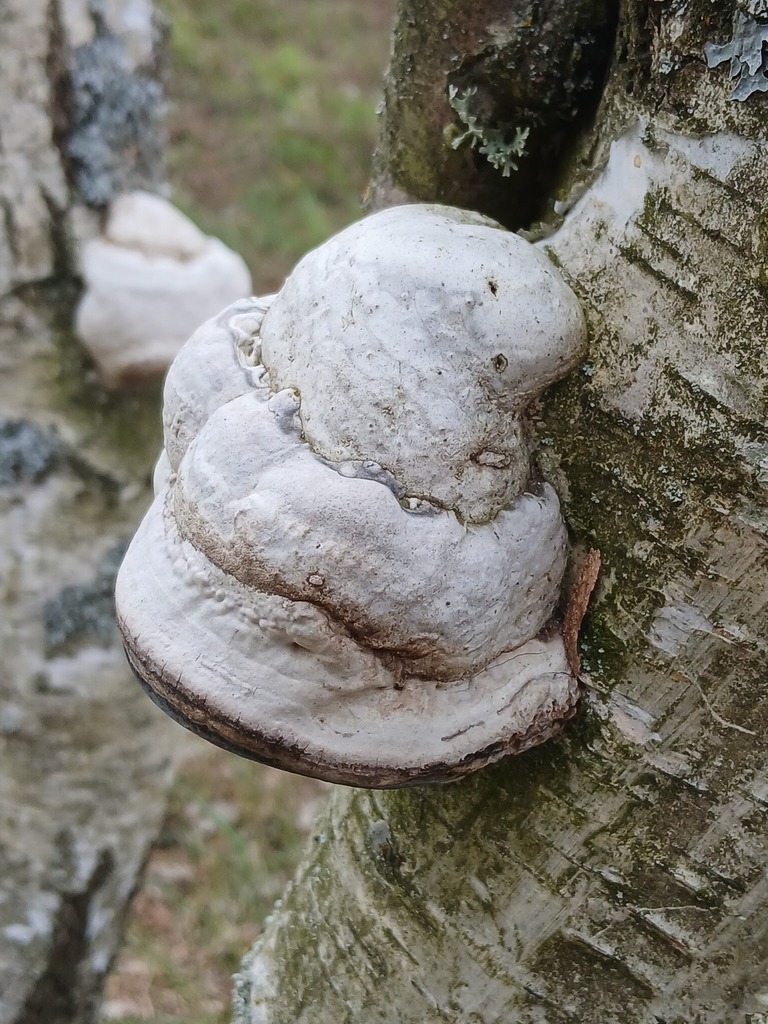 Fomes fomentarius · April 2026 · photo: © vasyliuk1 (iNaturalist, cc-by)