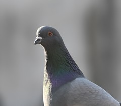 Columba livia domestica