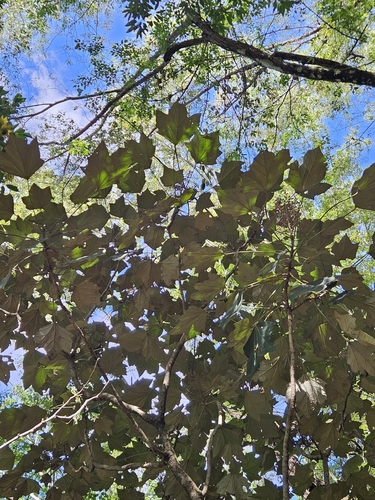 Sinopanax formosanus, photograph 4