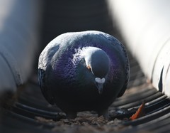Columba livia domestica