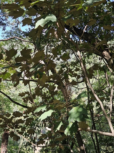 Sinopanax formosanus, photograph 5