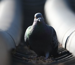 Columba livia domestica