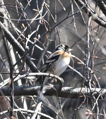 Fringilla montifringilla