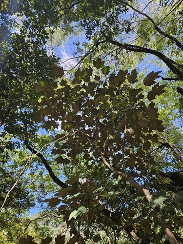 Sinopanax formosanus, photograph 6