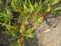 Colliguaja integerrima